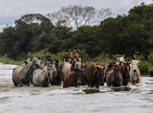 A man herds cattle in flooded Camiaco,