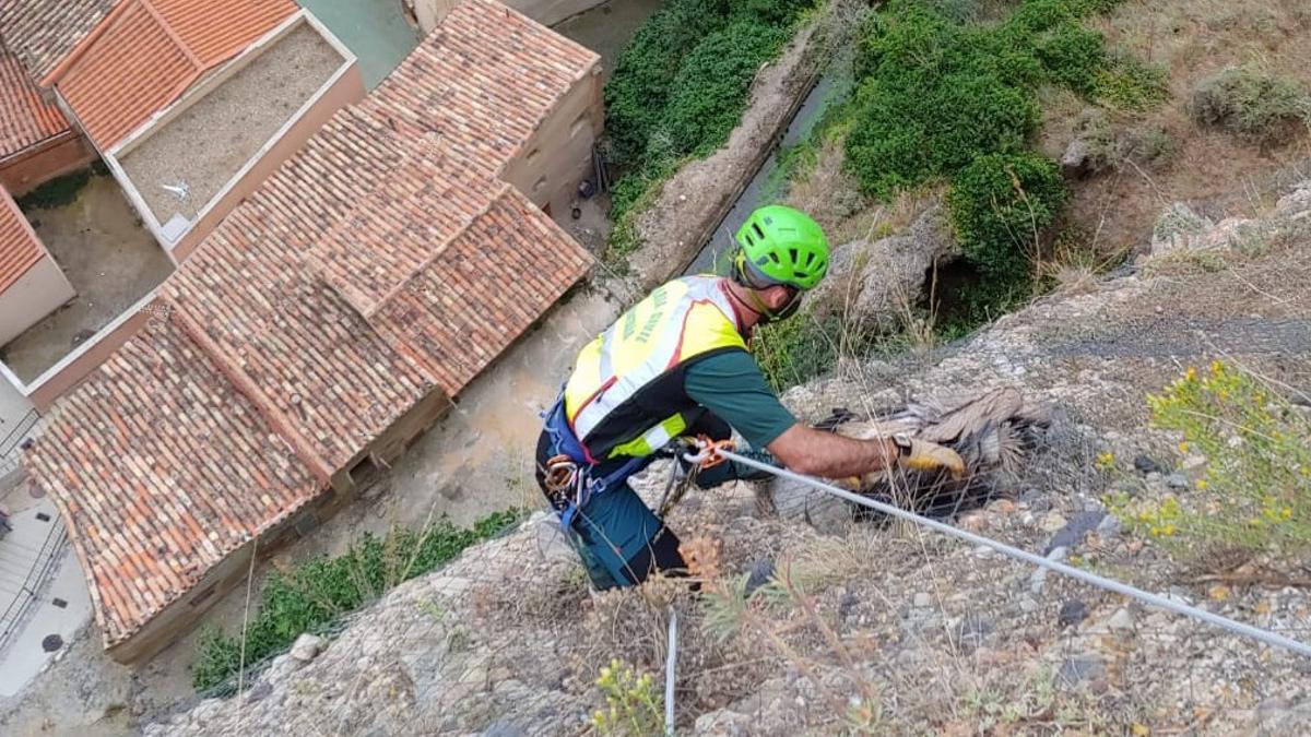 Un agente extrae el buitre de la red metálica en la que había quedado atrapado.