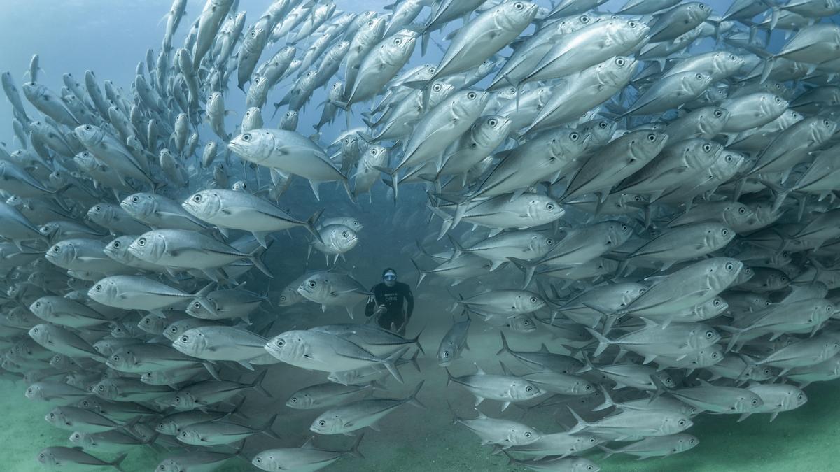 Miguel Lozano, rodeado de peces, en Baja California (México).
