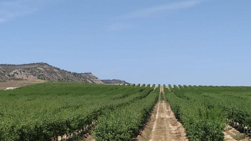 El almendro gana terreno en Extremadura y ya roza las 25.000 hectáreas