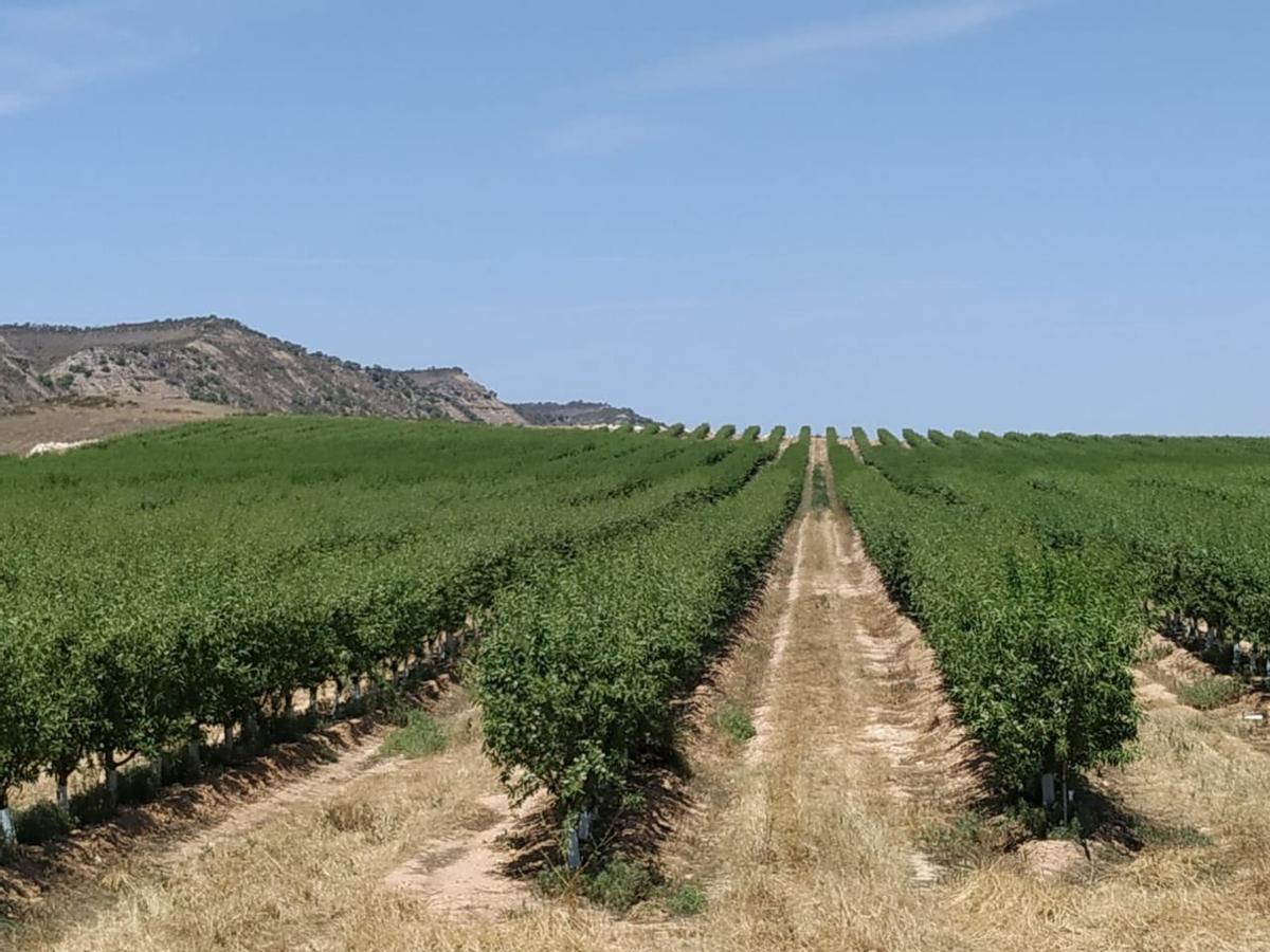 Campo de almendros.