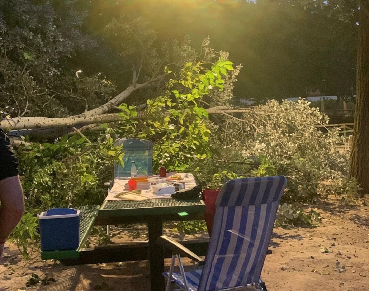El árbol desplomado, pegado a una mesa ocupada en el momento de la caída el domingo.