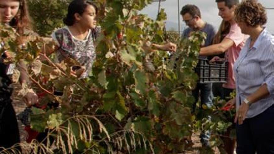 Utilizan rapaces para ahuyentar a los conejos de las viñas en Muro