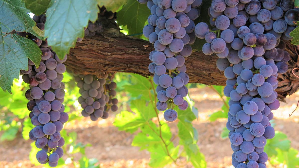 Un racimo de la variedad merlot, de la vendimia de Enate de este año.