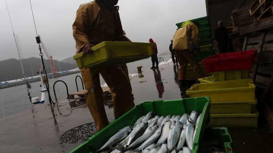 Pescadores descargando xarda en el puerto de Avilés.