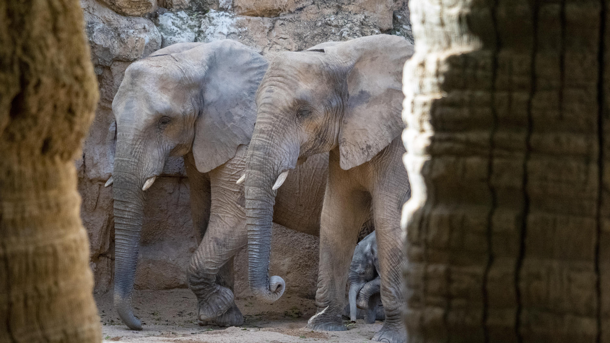 Nacimiento en Bioparc del primer elefante africano en la Comunitat Valenciana