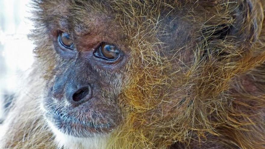 Muere el mono capuchino Waldo, tras 26 años en la Fundación Neotrópico de Santa Cruz de Tenerife