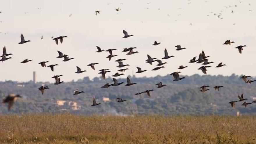El GOB afirma que el parque natural ha perdido interés para las aves por la mala calidad de las aguas.