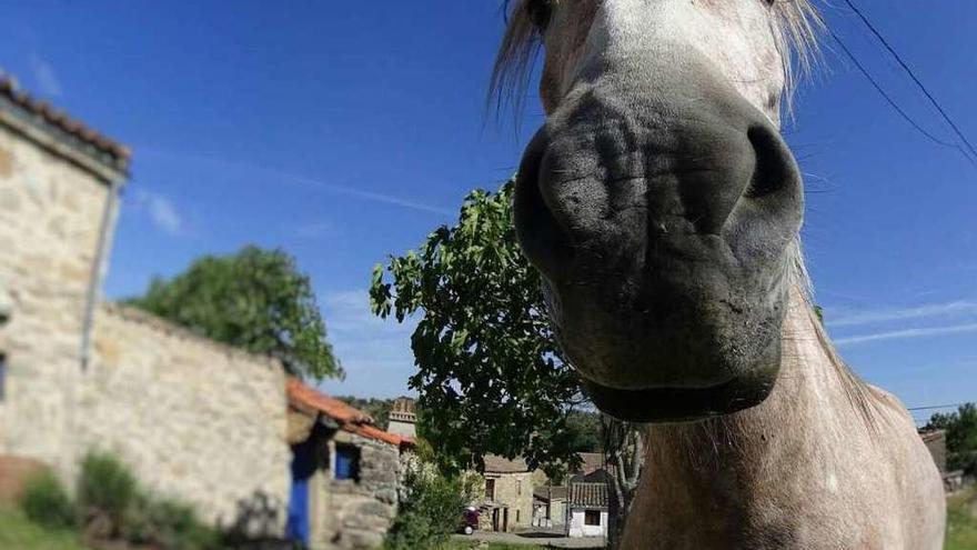 Un caballo con la calle Calvario al fondo la pasada primavera.