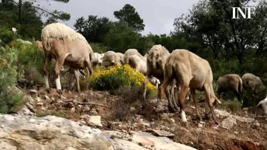 El ocaso de la ganadería en Alicante: el sector sufre un descalabro histórico con la pérdida de 25.000 animales