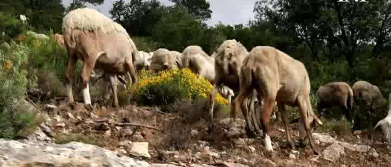 Cabras y ovejas contra los incendios en Alcoy