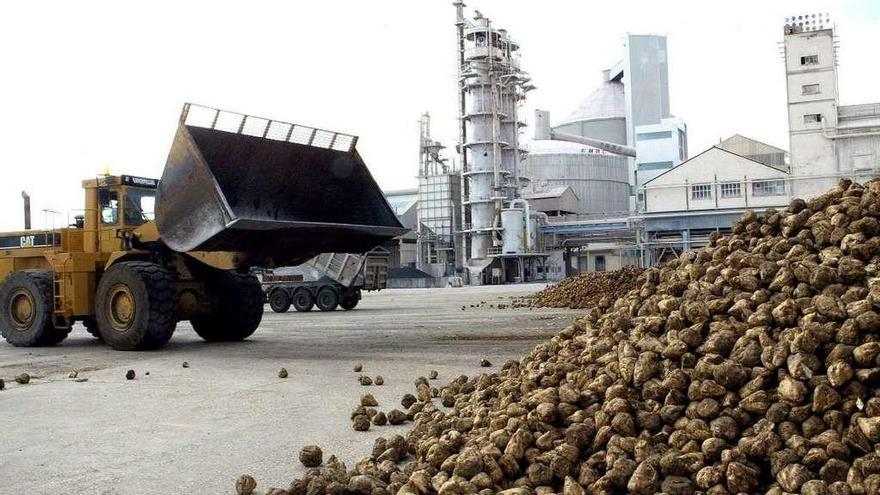 Remolacha acumulada en la fábrica de Toro.