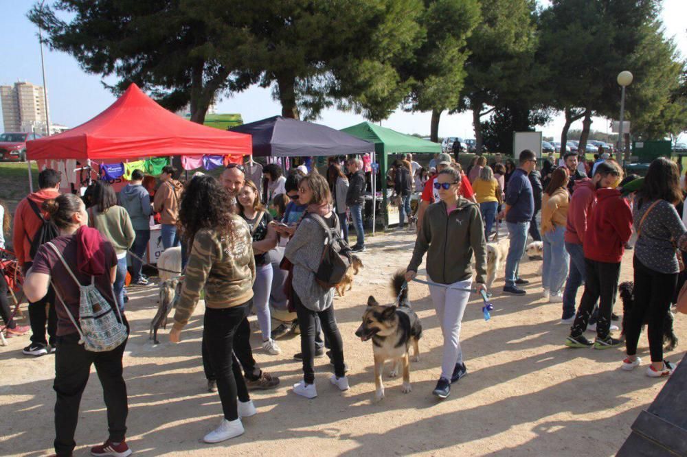 Festival de la Adopción de Perros de El Campello