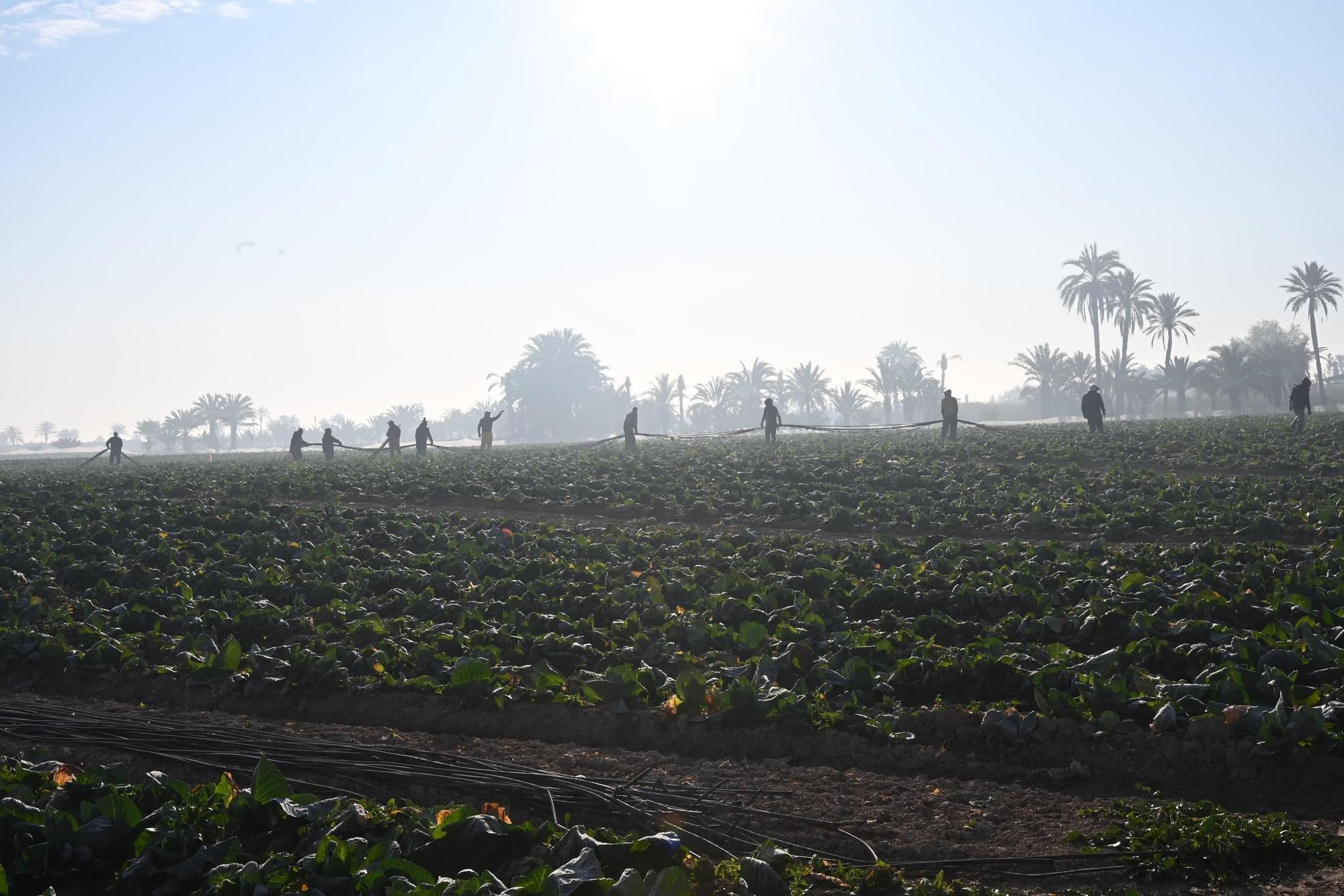 Así han amanecido muchos cultivos de la Vega Baja y el Camp d'Elx: bajo la escarcha