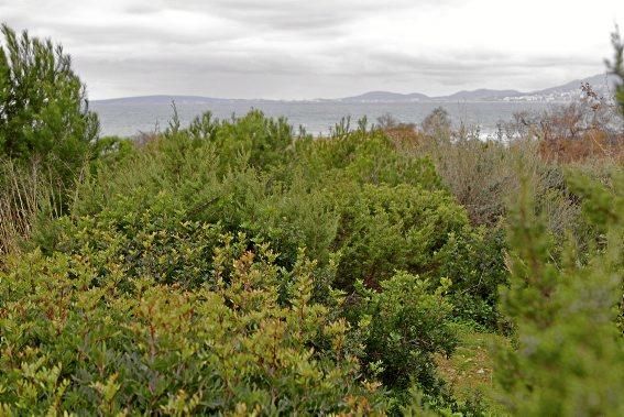 In Es Carnatge, dem letzten unverbauten Küstenabschnitt Palmas, aasten einst die Geier. Nun soll hier ein Park entstehen.