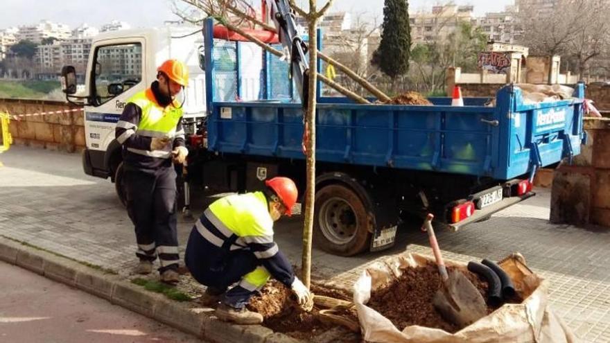 Operarios de la empresa de mantenimiento sembrando un fresno en Miquel dels Sants Oliver.