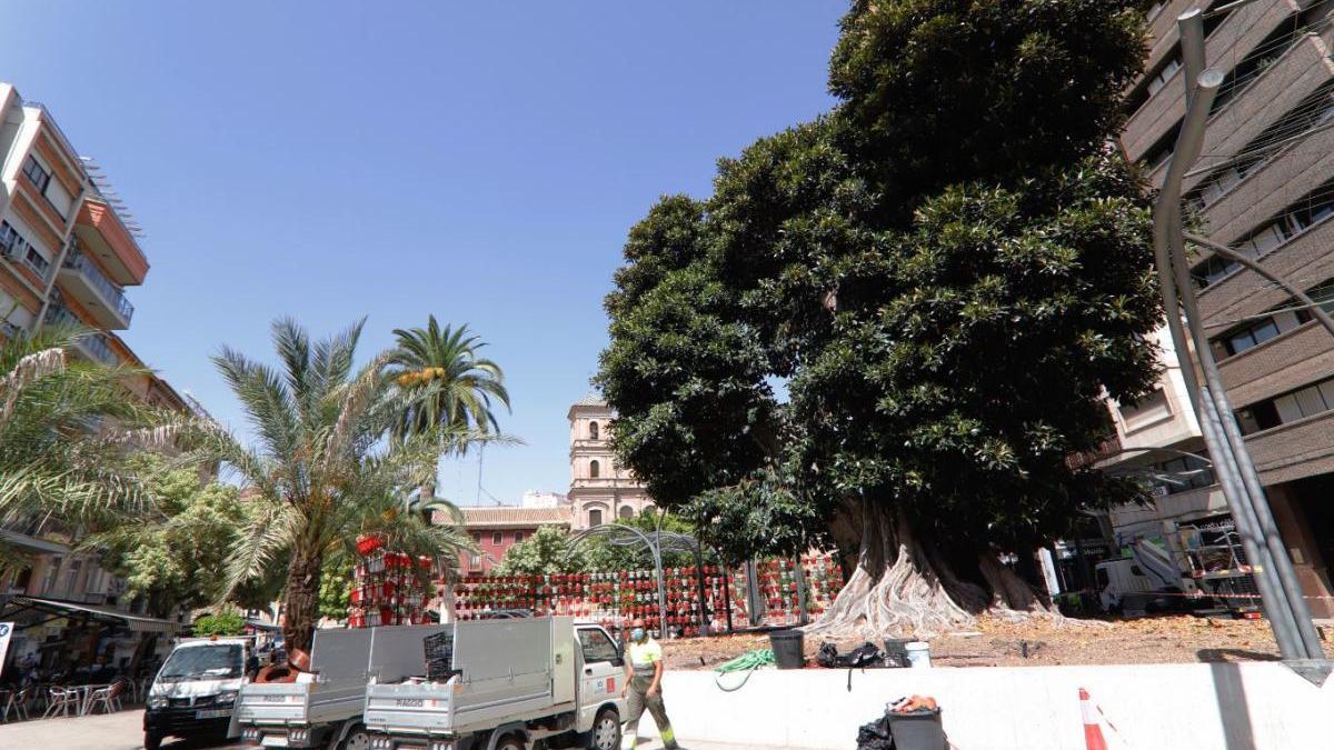 Trabajando este miércoles a pie de ficus en Santa Domingo.