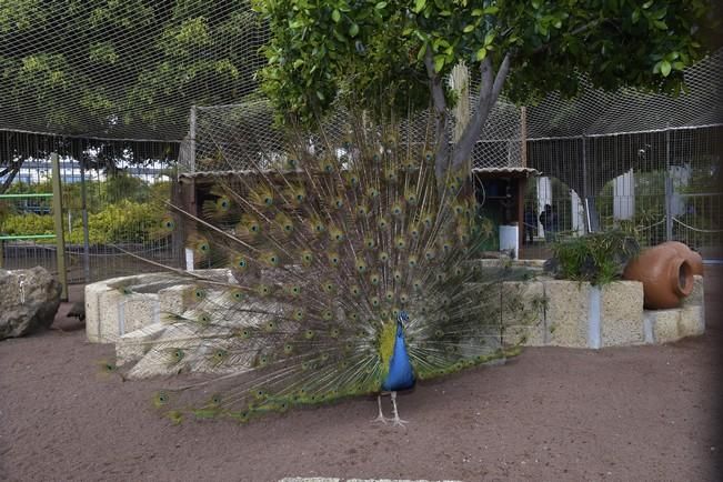 04-05-2016 TELDE. Nuevo espacio para aves en el parque de San Juan. Fotógrafo: ANDRES CRUZ