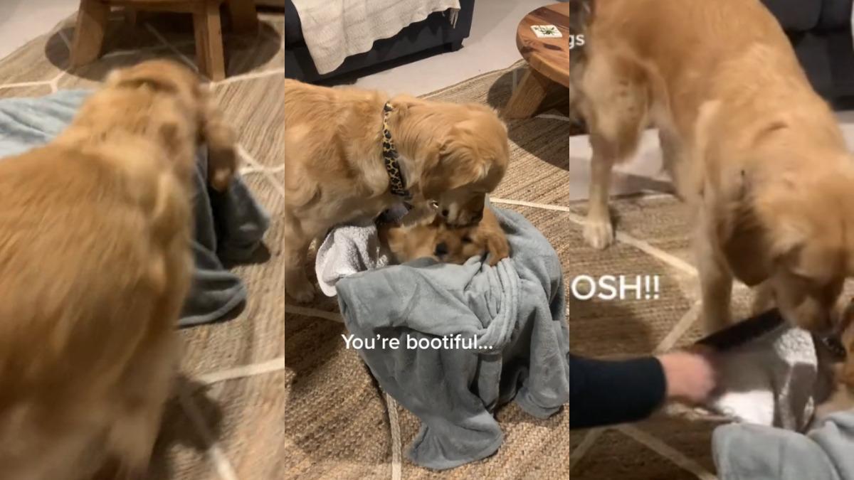 Un perro se emociona al conocer al nuevo miembro de la familia