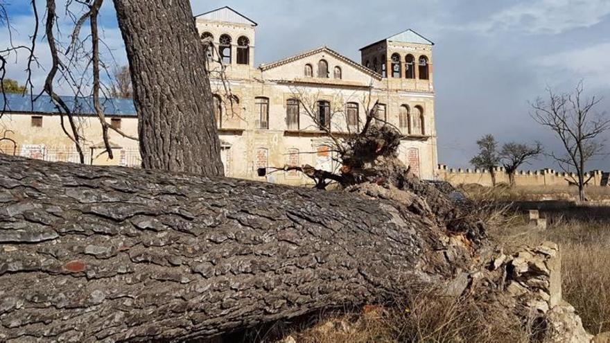 El viento derriba uno de los grandes pinos de la Fuente de la Higuera