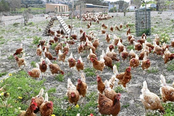 Sie sind für das Eierlegen gezüchtet, wissen, was sie zu tun haben, genießen den Auslauf - und schauen doch stets ängstlich gen Himmel. Zu Besuch bei 1.200 Hühnern in der Nähe von Marratxí.