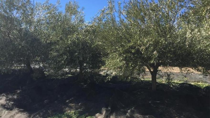 Preocupación en Asaja por la detección en Madrid de un olivo afectado por la bacteria Xylella