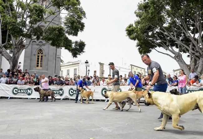 Celebración del I Certamen Nacional de perro ...