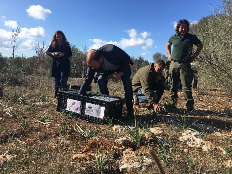 Liberan un centenar de tortugas en Capocorb (Llucmajor)