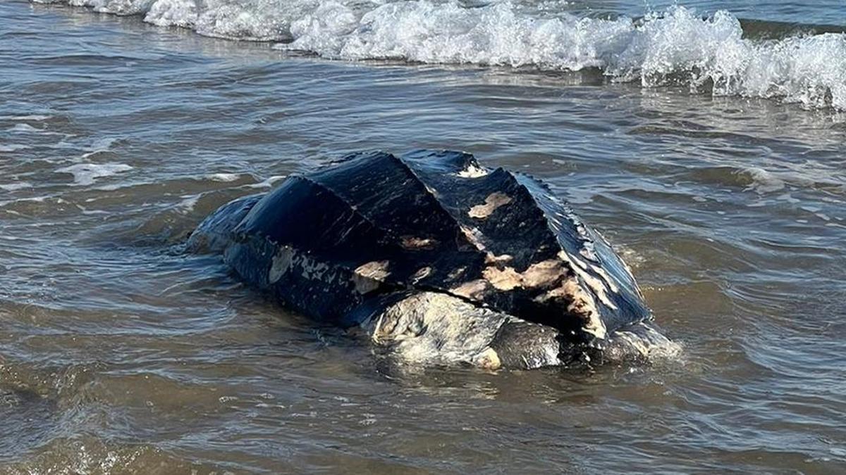 Imagen del ejemplar de tortuga laúd aparecido muerto en la costa de Castelló