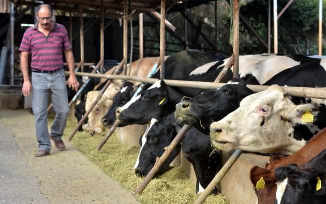 VACAS CABRAS LECHE PRODUCCION