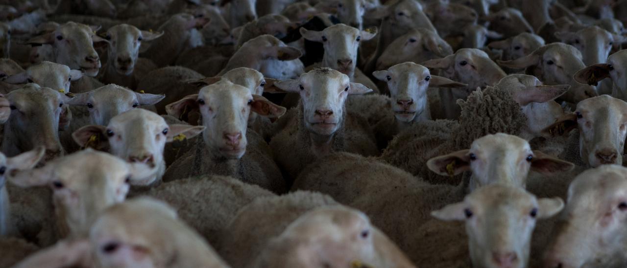 Explotación de ovino en la provincia de Zamora