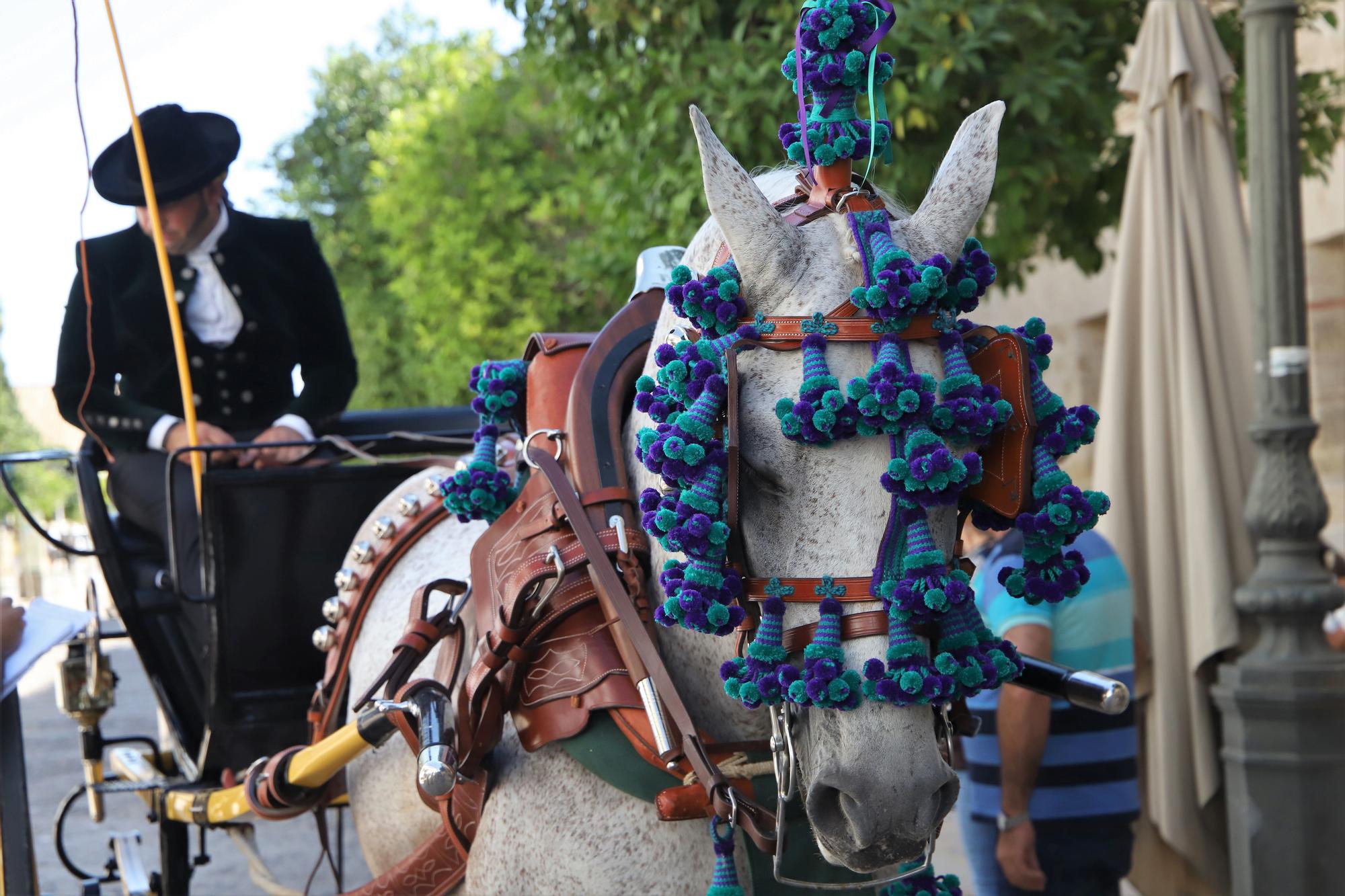 El atalaje de tradición regresa a España