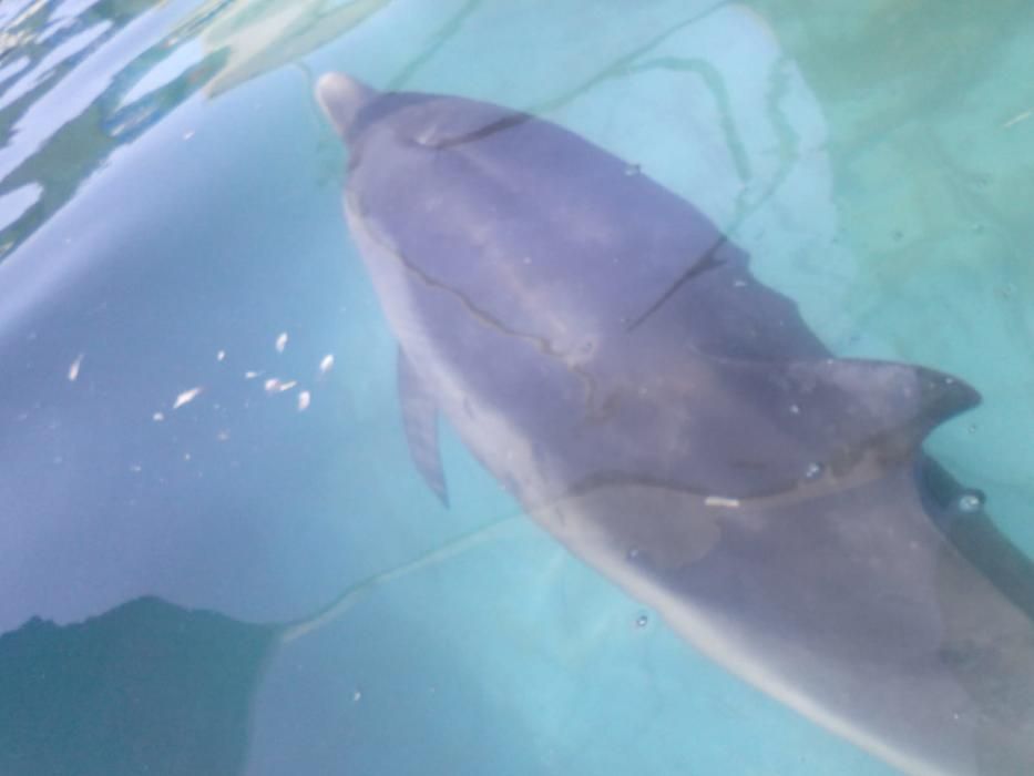 El CREMA rescata a un joven delfín varado en Chilches