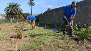 Tamaraceite Sur ganará 2.200 árboles de especies canarias