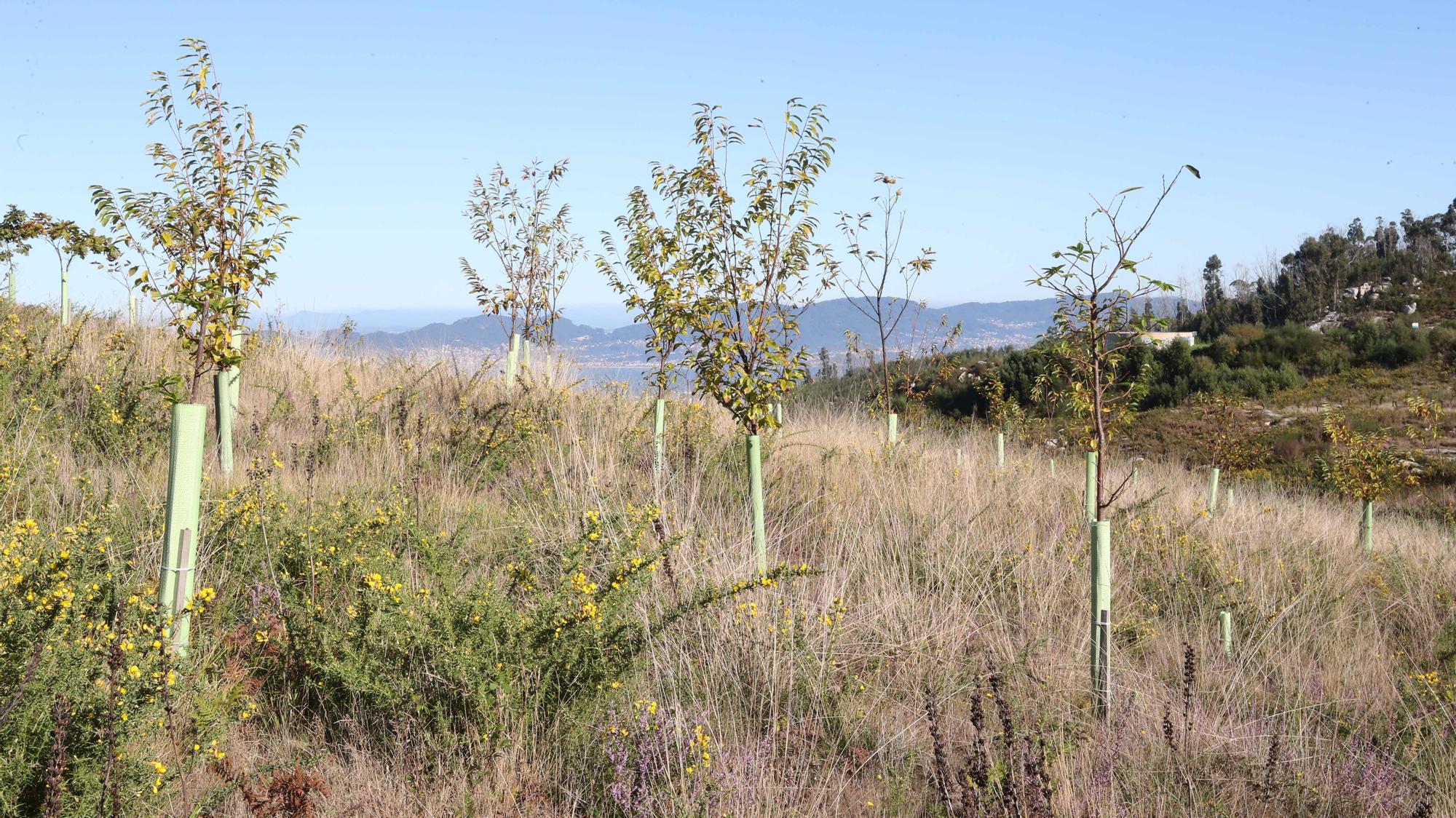 La reforestación de Chandebrito es más que una realidad cinco años después de la tragedia