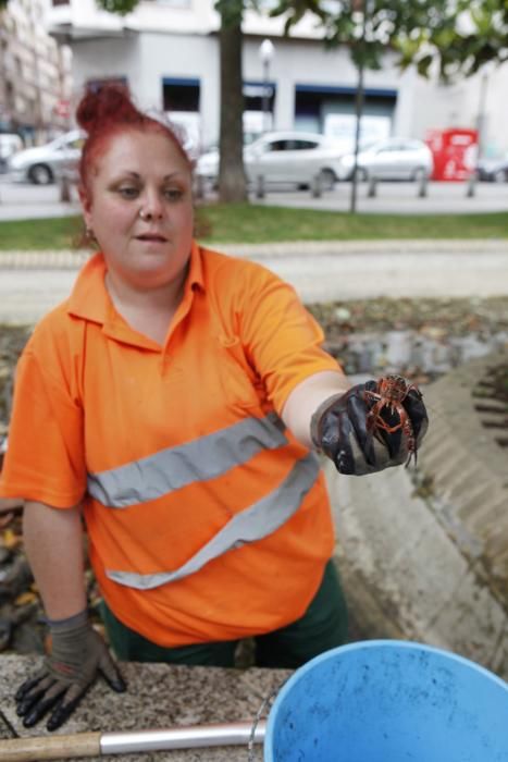 Recogen más de 75 kilos de cangrejo rojo americano en un estanque de Gijón