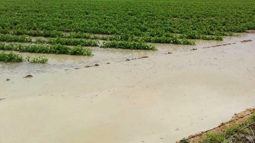 Las tormentas causan importantes daños en la agricultura extremeña