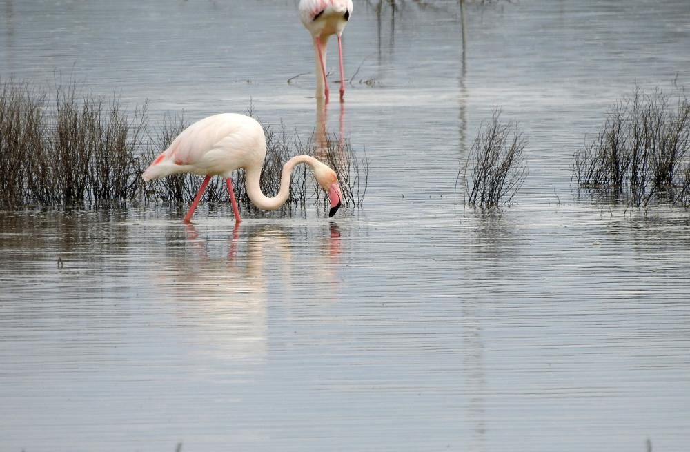 Flamencos y todo tipo de aves en la Laguna de Villena