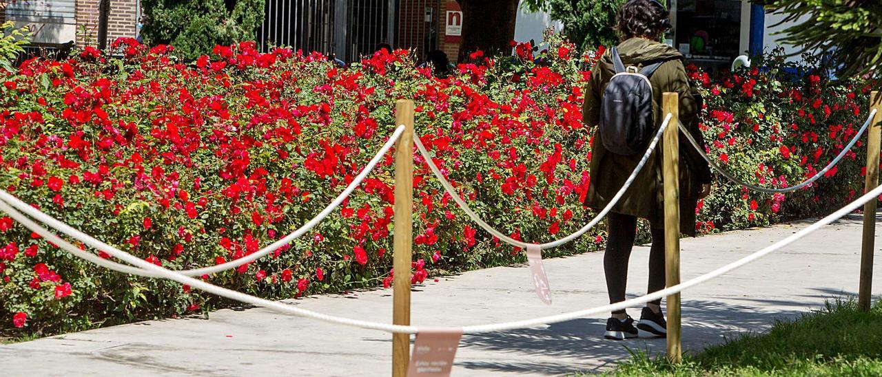 Actuación sobre la plaza de Séneca, que incluye también una campaña de concienciación ciudadana bajo el lema «Brota». | JOSE  NAVARRO