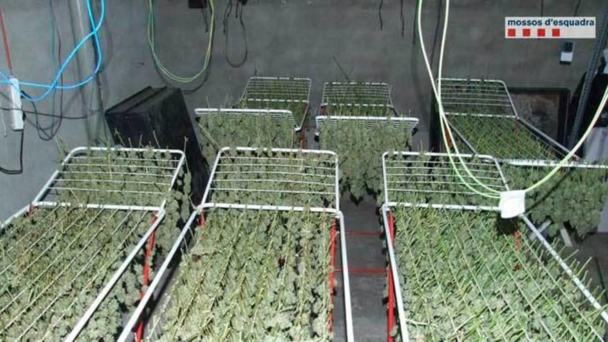 Decomisan 389 plantas de marihuana en Tarragona