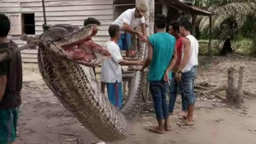 Una serpiente intenta comerse a un hombre y acaba devorada