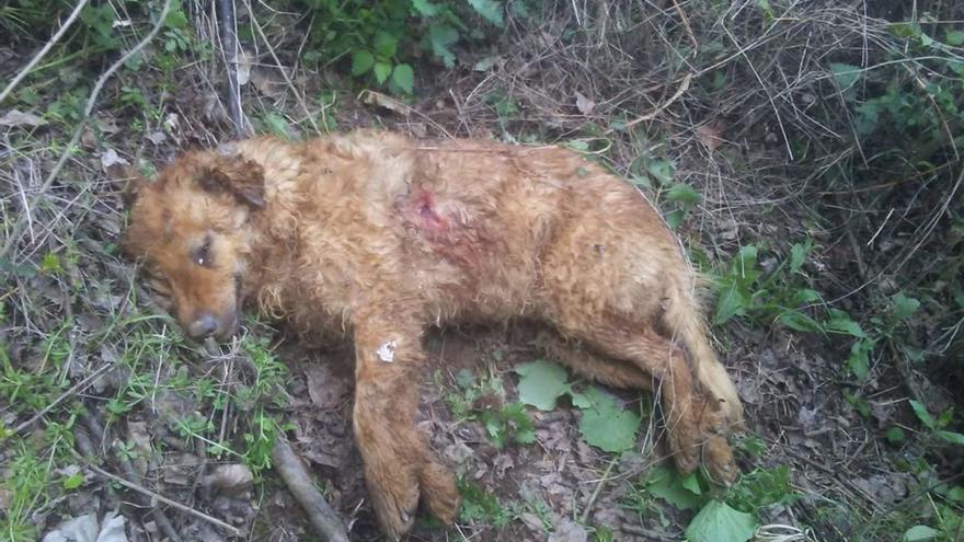 Un pastor denuncia la muerte a tiros del perro que tenía para las ovejas