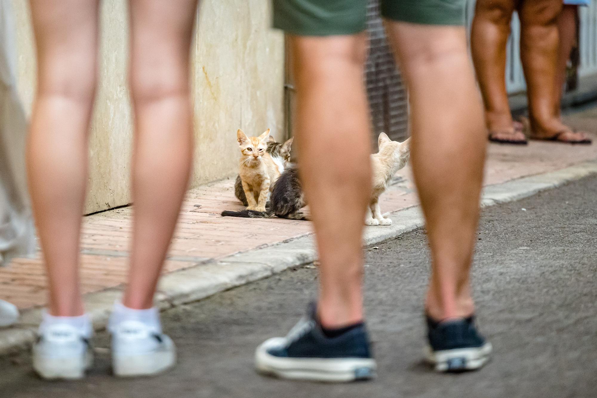 Los gatos toman las calles de Benidorm