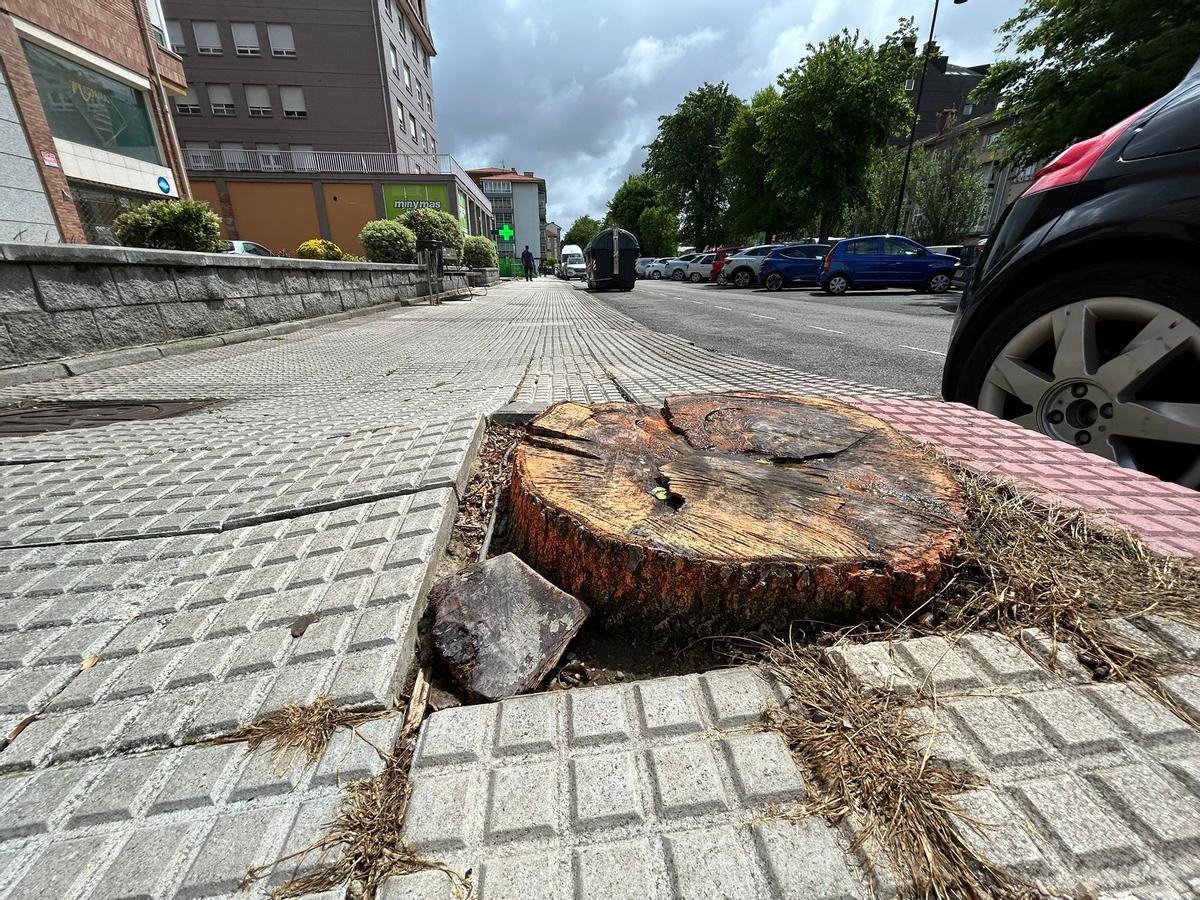 El árbol talado cuyos restos han levantado la acera.
