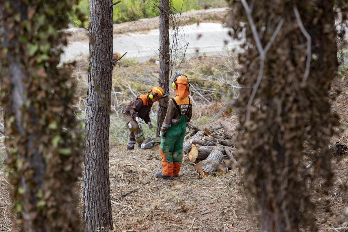 Barraca d'Aigües Vives. RBR VLC Limpieza del monte para la prevención de incendios por la brigadas de Diputació