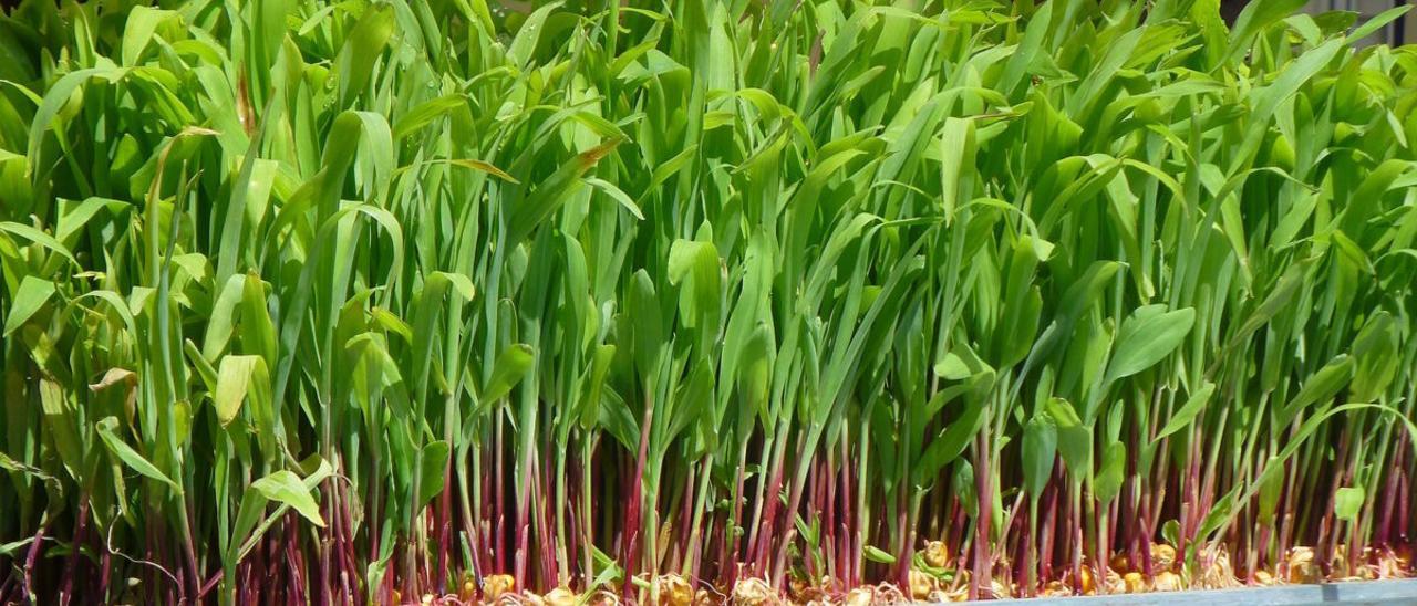 En el Estado español, poco más del 4% de la población activa trabaja en la agricultura.