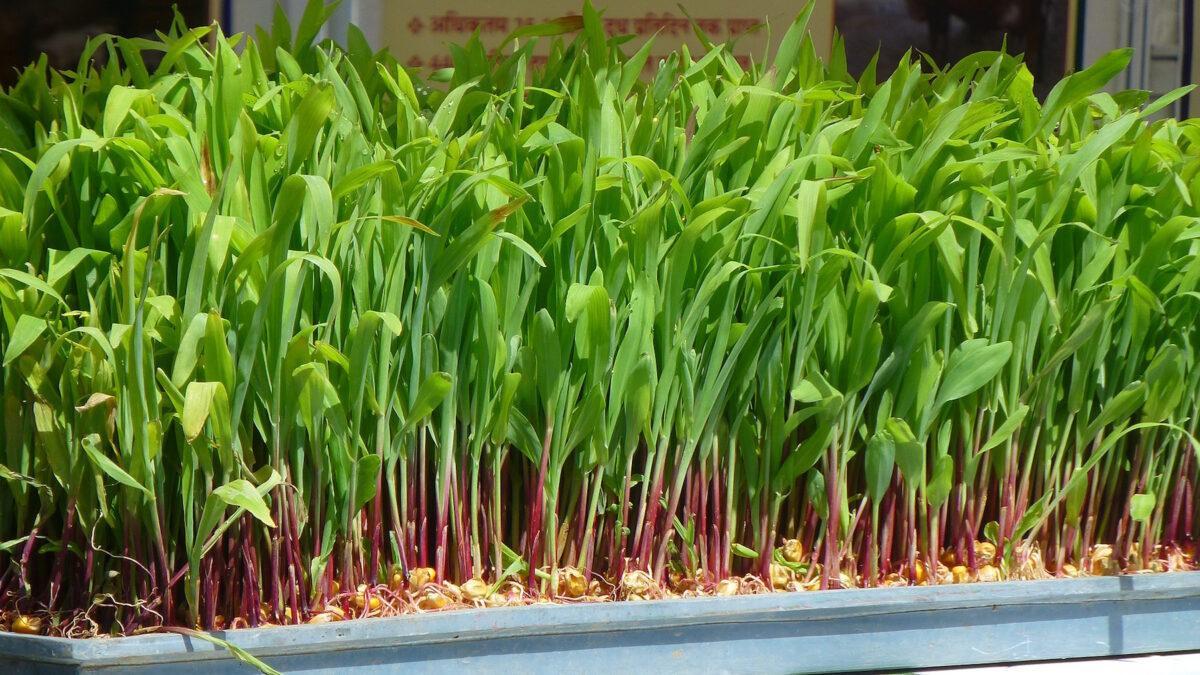 La agricultura mediterránea se blinda para combatir el cambio climático