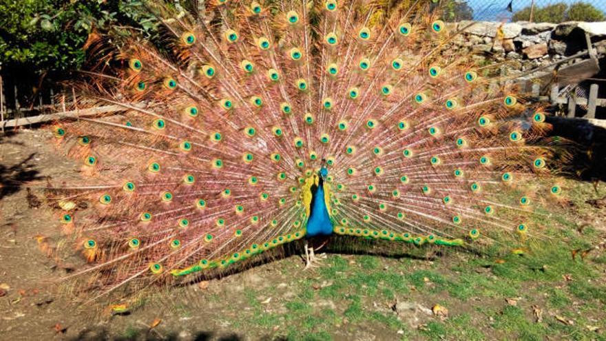 Este vigués también perdió un pavo real: "Son aves que vuelan alto y en las patas tienen potencia""