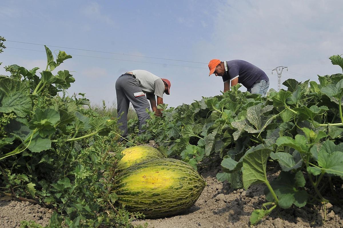 Plantación de melones en Elche.