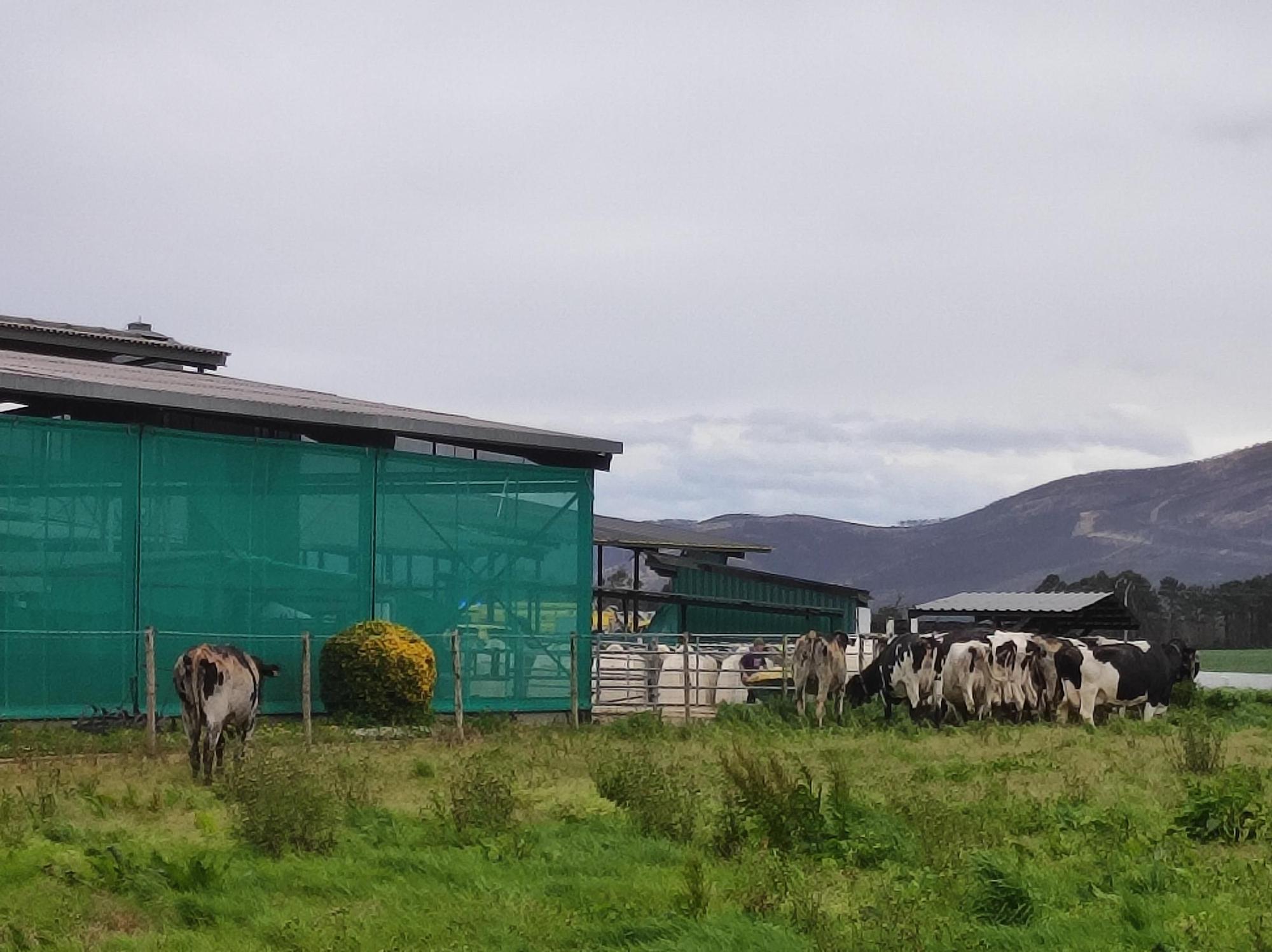 En imágenes: El fuego devora una nave ganadera en Otur (Valdés) y causa daños a un centenar de vacas